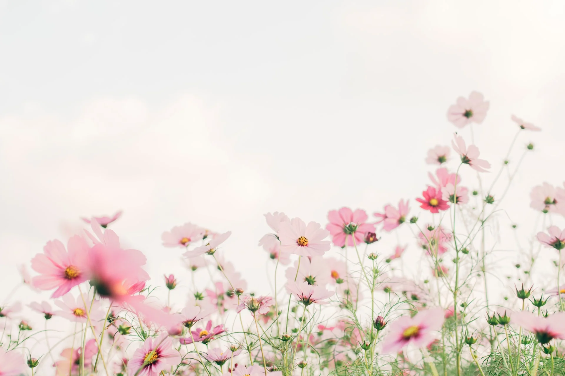 Timeless Blooms for Modern Gardens